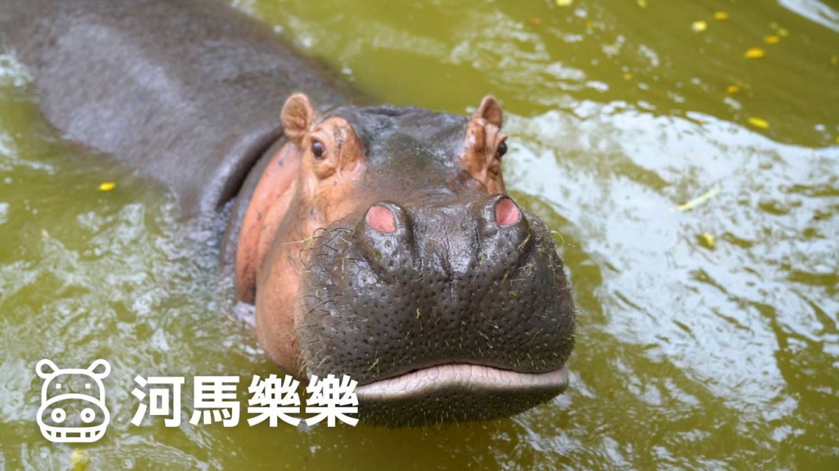 「樂樂」將會是新竹動物園自休園後第一個與大家見面的動物明星。 新竹市政府/提供