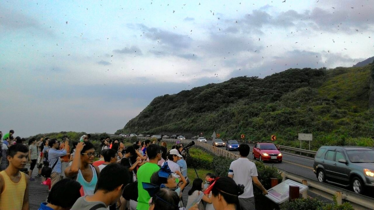每到瑞芳蝙蝠季登場時都會有許多民眾前來觀賞。 新北市動保處/提供