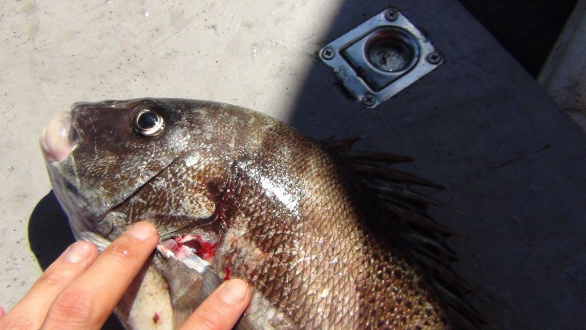 海巡在違規潛水捕魚的漁船上找到石斑魚等魚獲。海巡署第二岸巡隊/提供