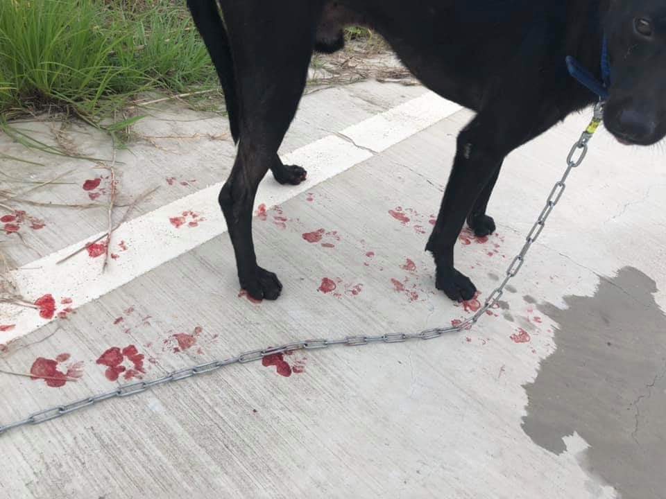 被以機車牽引的黑狗手掌受傷，地上滿是血跡。翻攝自/臉書社團北港人(讚)出來