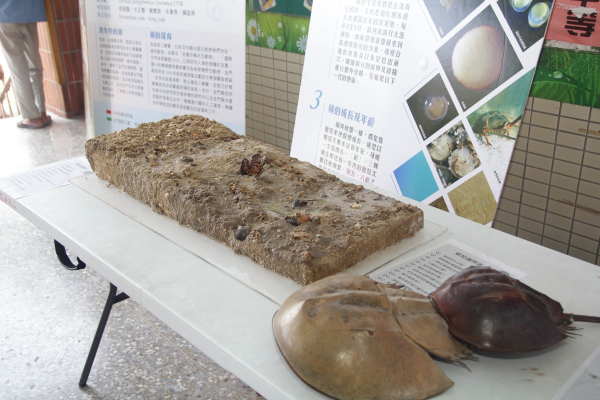嘉義縣七夕鱟保育日不僅透過活動見證保育成果，也可以更加認識鱟。 嘉義縣政府/提供