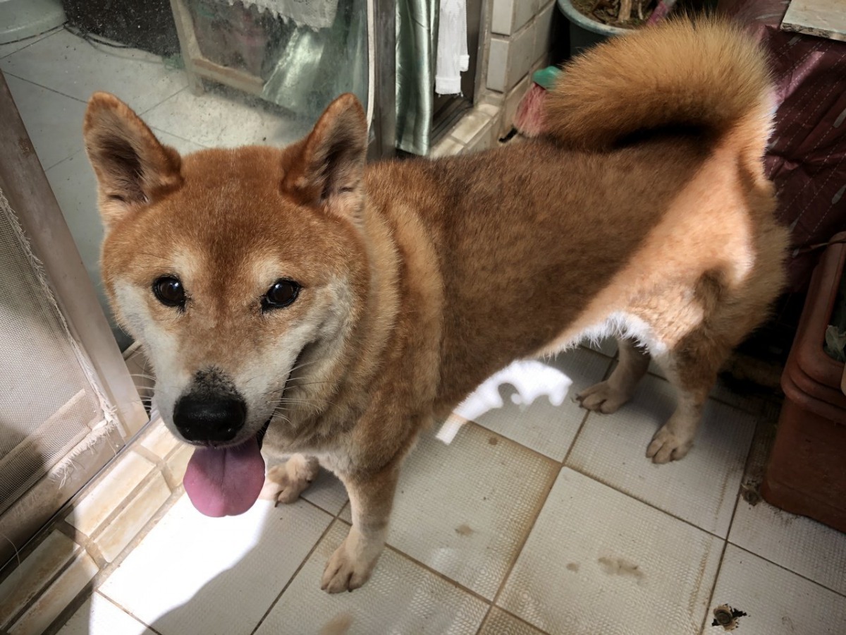 經過檢查「浩呆」身體狀況良好並無受傷，動保所依法開罰6000元。基隆動物保護防疫所/提供