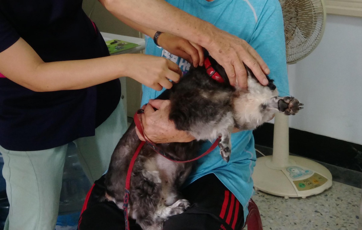 除了絕育方面，定期替犬貓施打狂犬病疫苗也相當重要。 高雄市動保處/提供