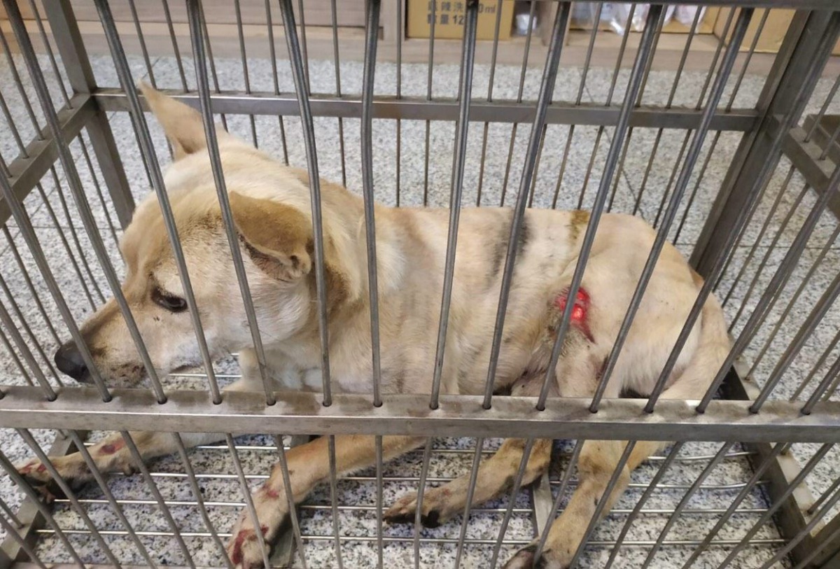 台北市經常發生家犬因為外出沒有繫上牽繩而發生車禍的案例。 台北市動保處/提供