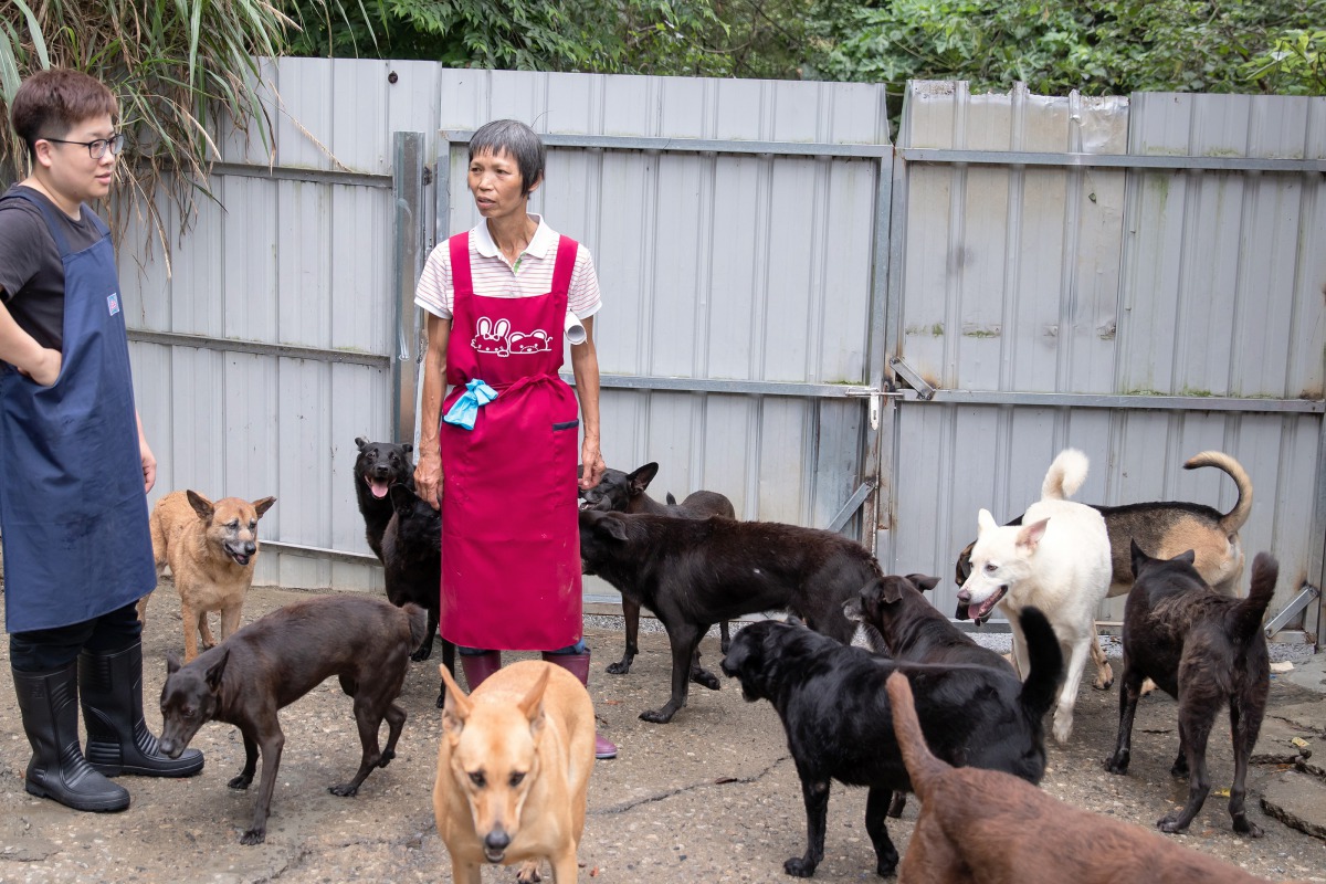 莊媽媽將一生奉獻給狗園的的100多隻流浪狗。台灣動物緊急救援小組/提供