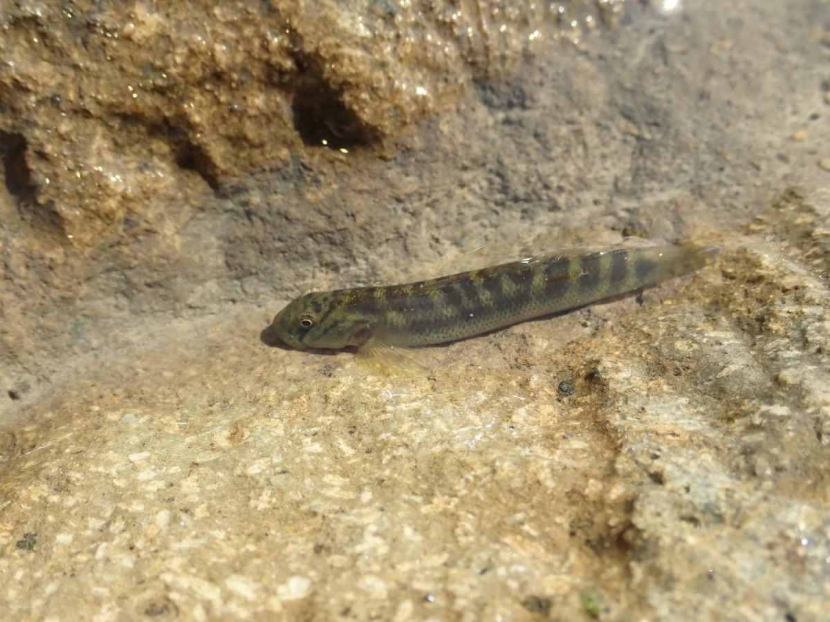 日本瓢鰭鰕虎的體色、花紋、比例都與兔頭飄鰭鰕虎不盡相同，相比之下呈現較為黯淡的顏色。洄瀾風生態有限公司/提供