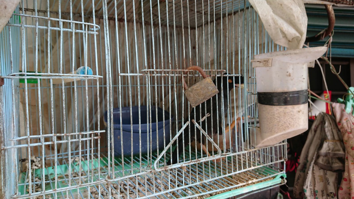 飼主怕私養的臺灣八哥被拿走，鳥籠上還加裝鎖頭。 新北市動保處/提供