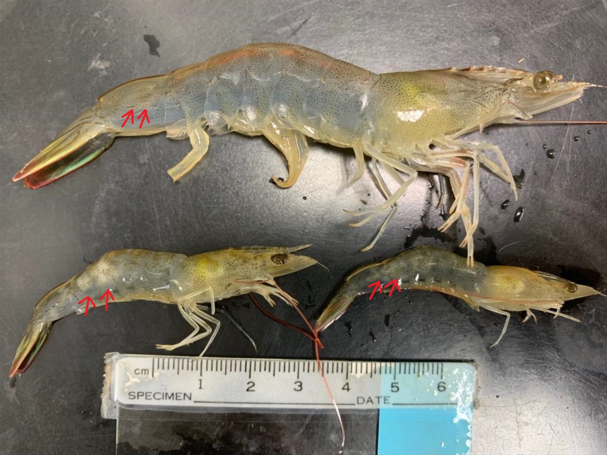 蝦子肌肉顏色白濁代表漁民該立即監測水質。 高雄市動保處/提供