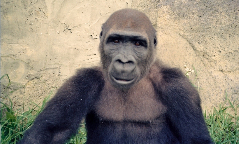 「寶寶」從小就住在動物園裡。台北市立動物園/提供