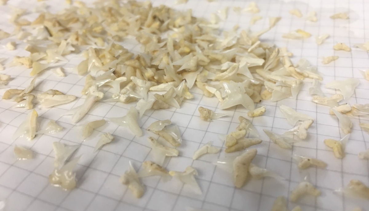 從海生館缸底撿拾到鯊魚自然脫落的牙齒。 海生館/提供
