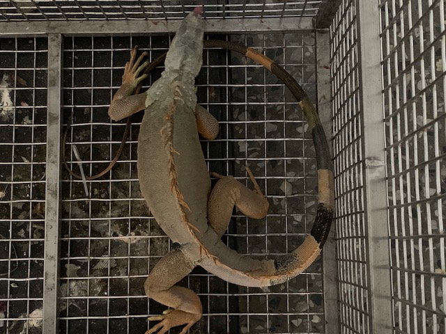 林務局依據《野生動物保育法》規定未來民眾飼養綠鬣蜥都必須經過申請。 林務局/提供