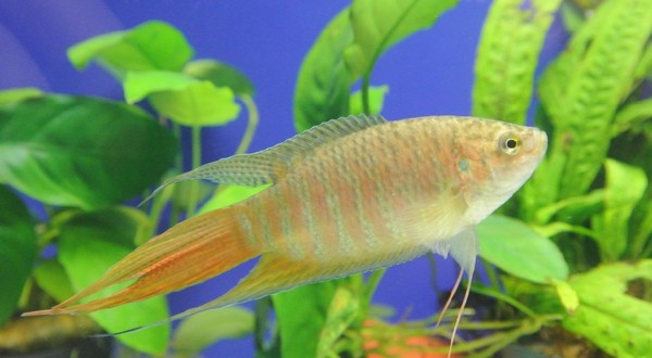 海洋資源復育園區成功復育出大量台灣原生種蓋斑鬥魚。新北農業局/提供