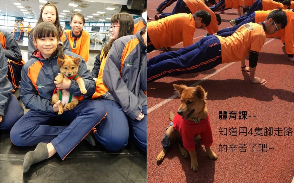 「黑鼻」剛到三多國中時就會陪學生們一起上表演藝術課(左)和體育課(右)。