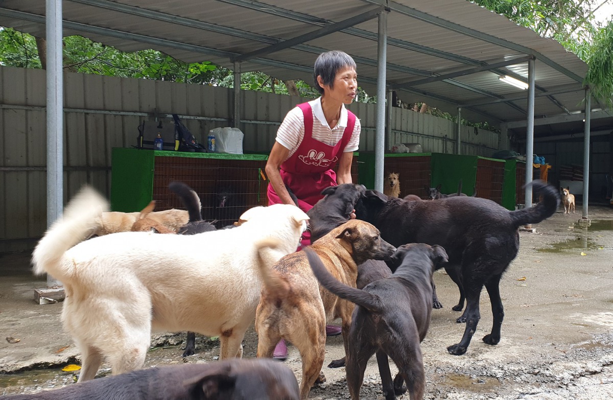 莊媽媽長年獨自照顧上百隻流浪狗。台灣動物緊急救援小組/提供