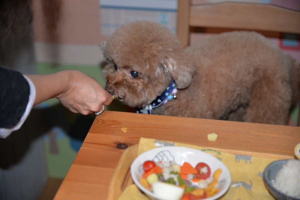 台北市毛其林餐廳提供各類健康寵物鮮食套餐給毛小孩食用。 台北市動保處/提供