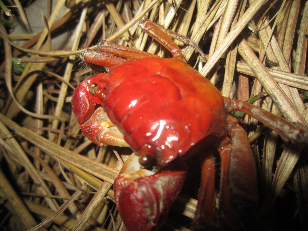 墾丁國家公園有多達39種陸蟹。(圖為中型仿相手蟹) 海生館/提供