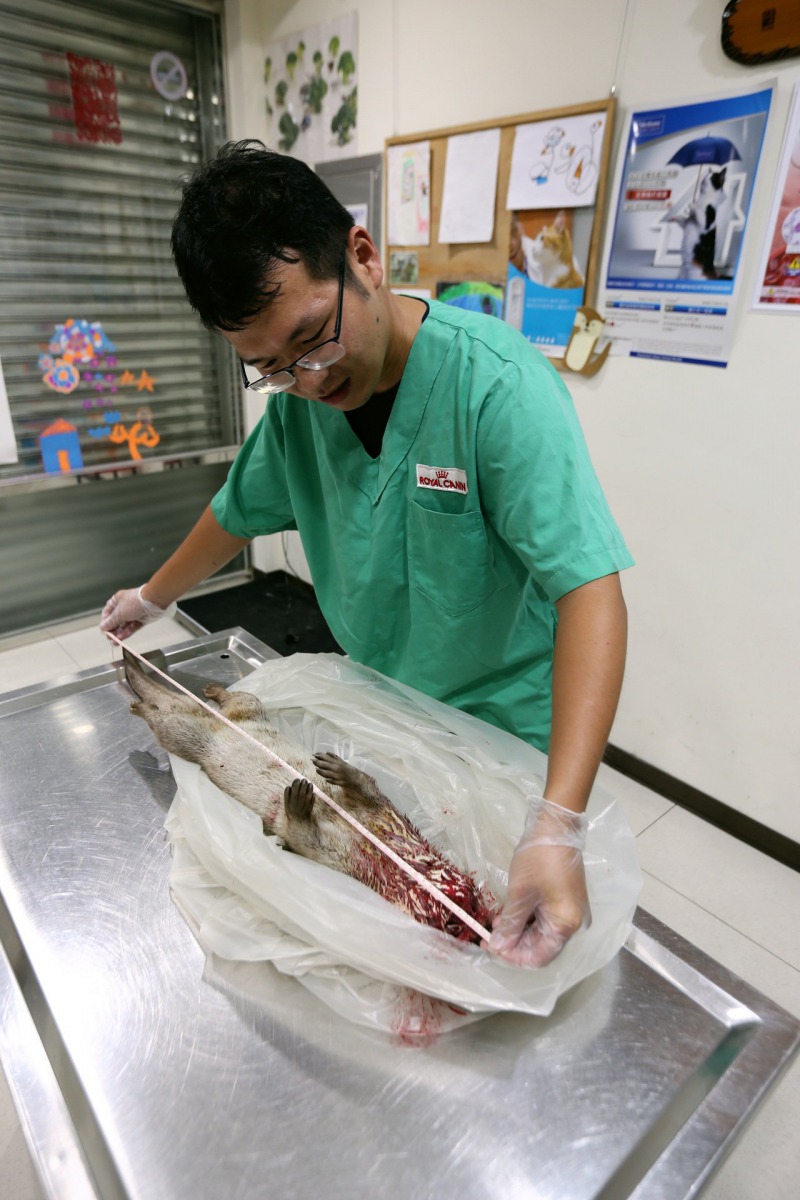 遭路殺的水獺被送往金門縣野生動物救援暨保育協會由獸醫師進行檢傷。 金門縣府/提供