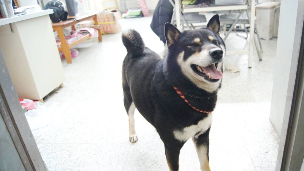 被民眾拾獲的柴犬沒有注射狂犬病疫苗也沒有做絕育措施。基隆動物保護防疫所/提供