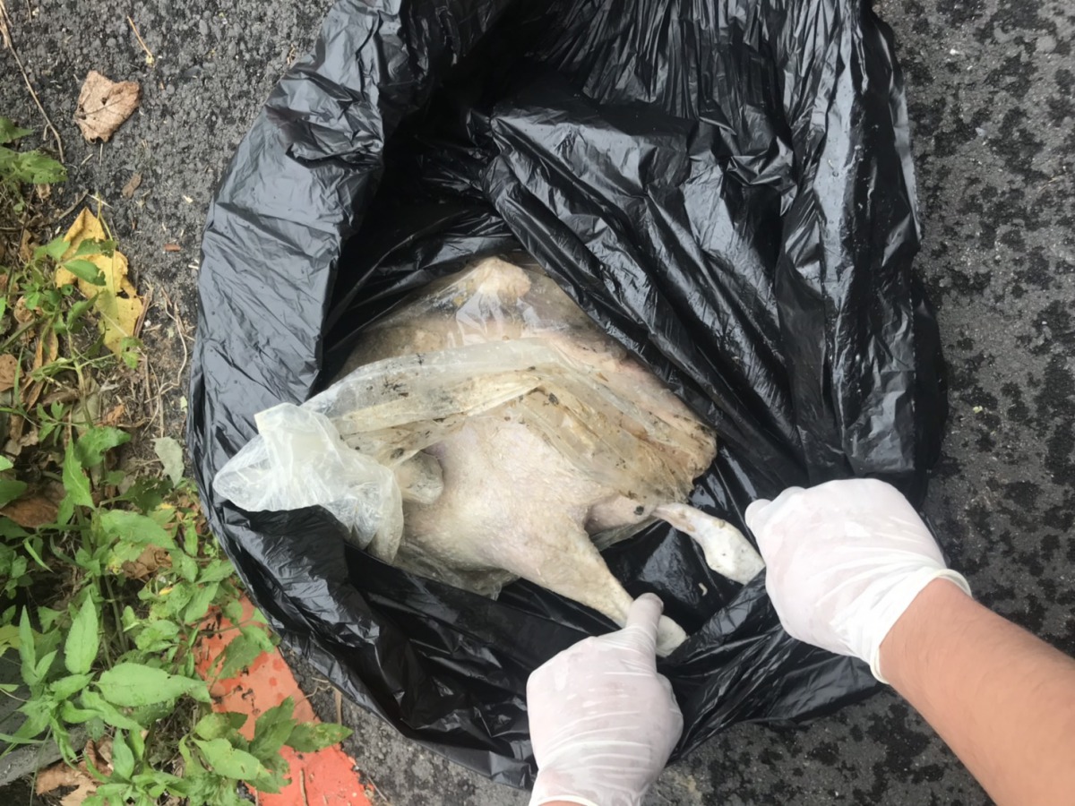 民眾所發現的鴨屍體都是已經烹煮過的屠體。 新北市動保處/提供