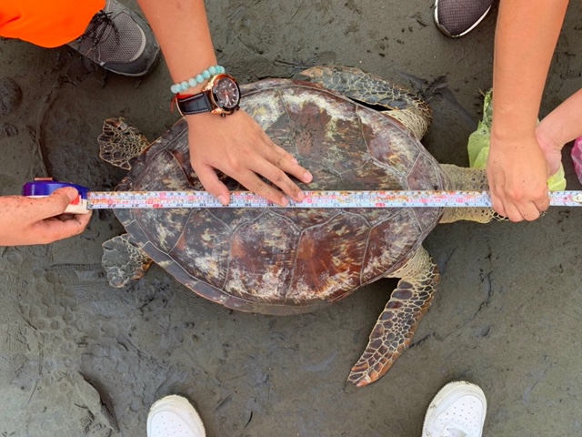 海巡人員丈量死亡海龜。第一三岸巡隊/提供