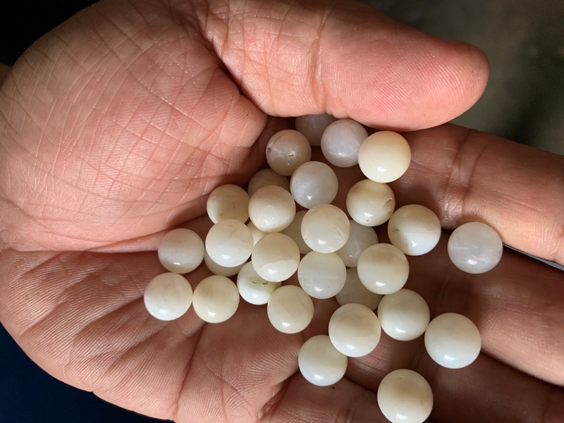 經過切磨後的硨磲貝如同珍珠一樣是商業價值極高的工藝品。 基隆關/提供