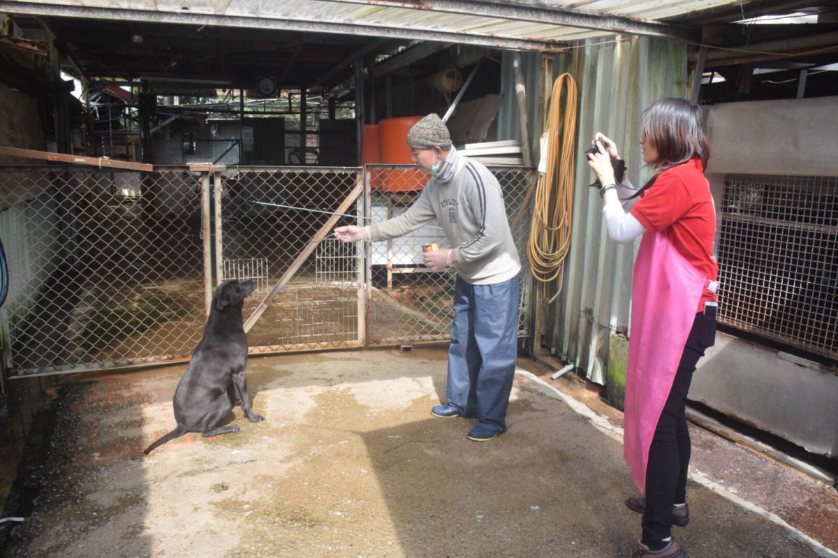 幫狗狗拍新照，結果都不是看鏡頭而是看食物。 姚崇仁/攝
