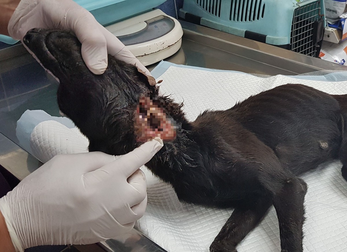 黑色浪犬頸部遭異物割傷，造成直徑約5公分的破洞。台灣動物緊急救援小組/提供