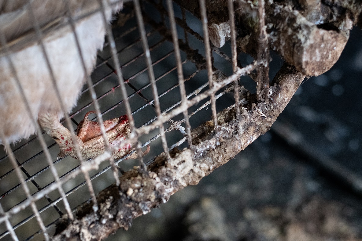 鴨子的腳蹼每天都在生鏽的籠底摩擦導致過去乾裂流血。台灣動物社會研究會/提供