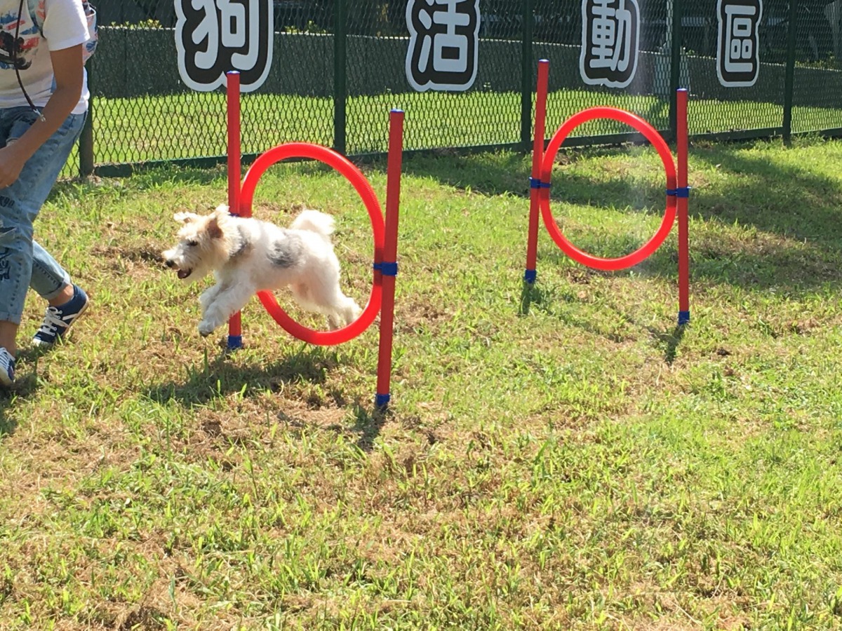 北勢湖公園狗活動區設置簡易型的互動遊戲設施。 台北市動保處/提供