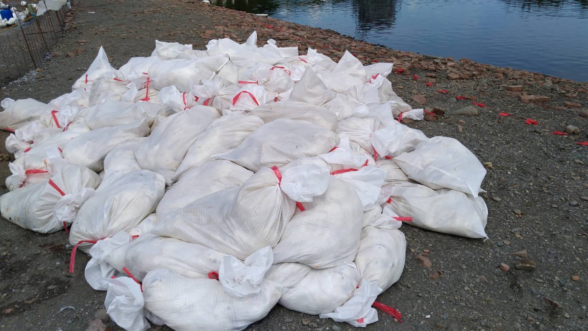 屏東縣萬丹鄉一處養鴨場發生禽流感疫情,共撲殺5119隻肉鴨。 屏東縣政府/提供