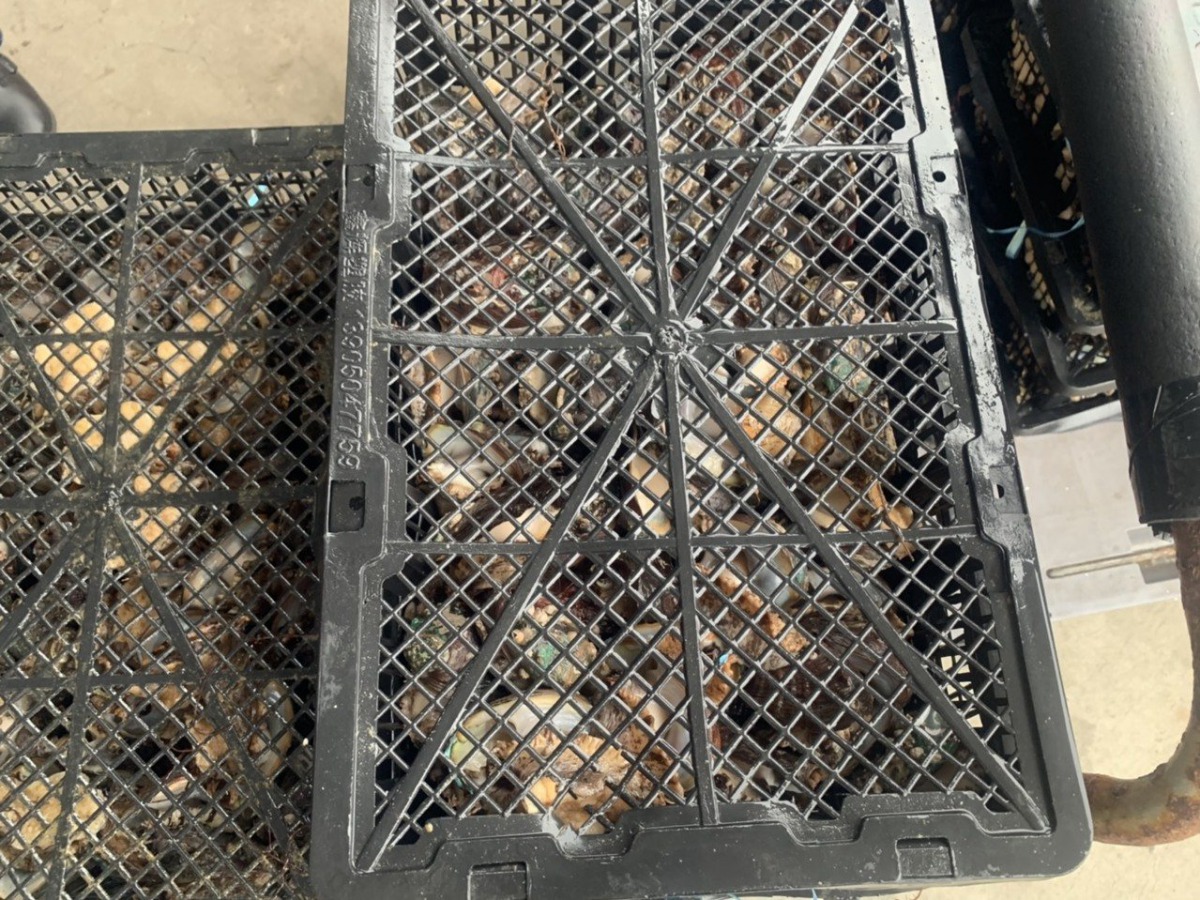 174公斤未檢驗的活鮑魚被業者偷偷載運至他處存放被海巡查獲。海巡基隆查緝隊/提供