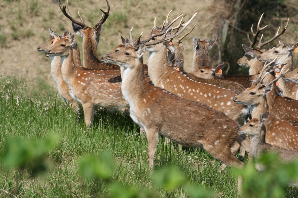台灣野生的梅花鹿原本已經滅絕,但在人工復育後數量突破千隻。 資料照片 墾管處/提供