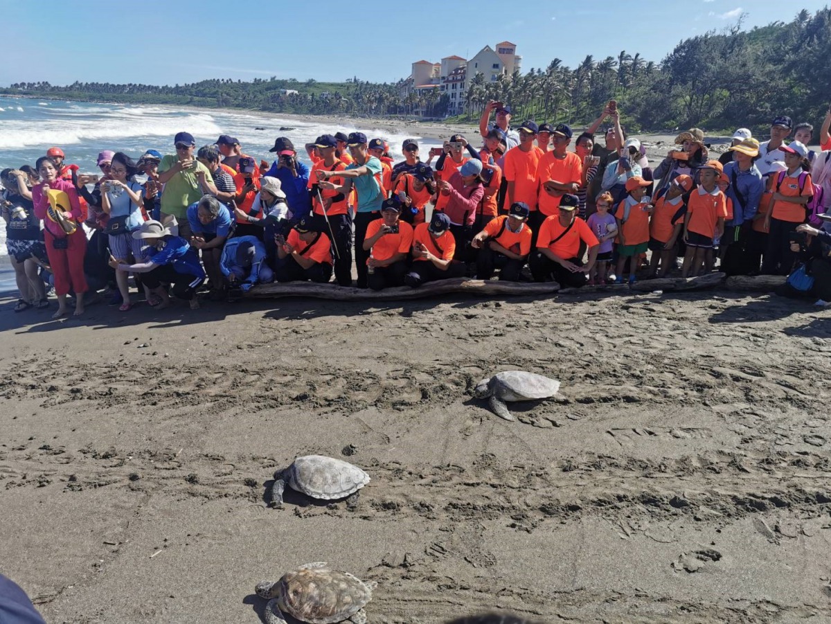 海龜們在眾人的加油聲下回到大海。 台東縣政府/提供