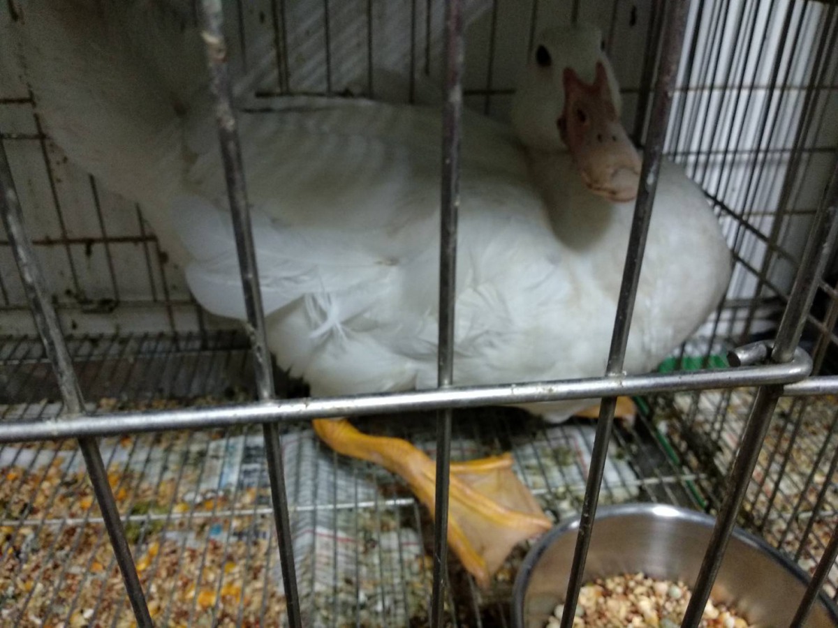 動保處經常在殯儀館附近救援收容「帶路鴨」。 新北市動保處/提供