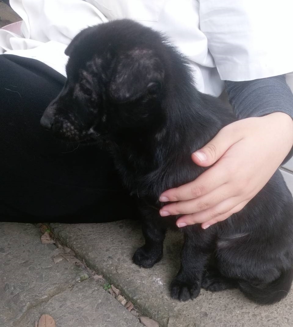 「黑妞」剛到鶯歌高職時的模樣。鶯歌高職老師廖婉如/提供