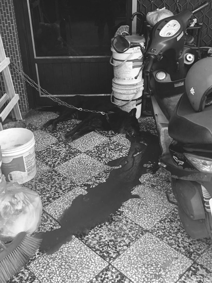 遭射殺的黑狗倒臥在血泊當中。(照片經變色處理) 屏東警分局/提供