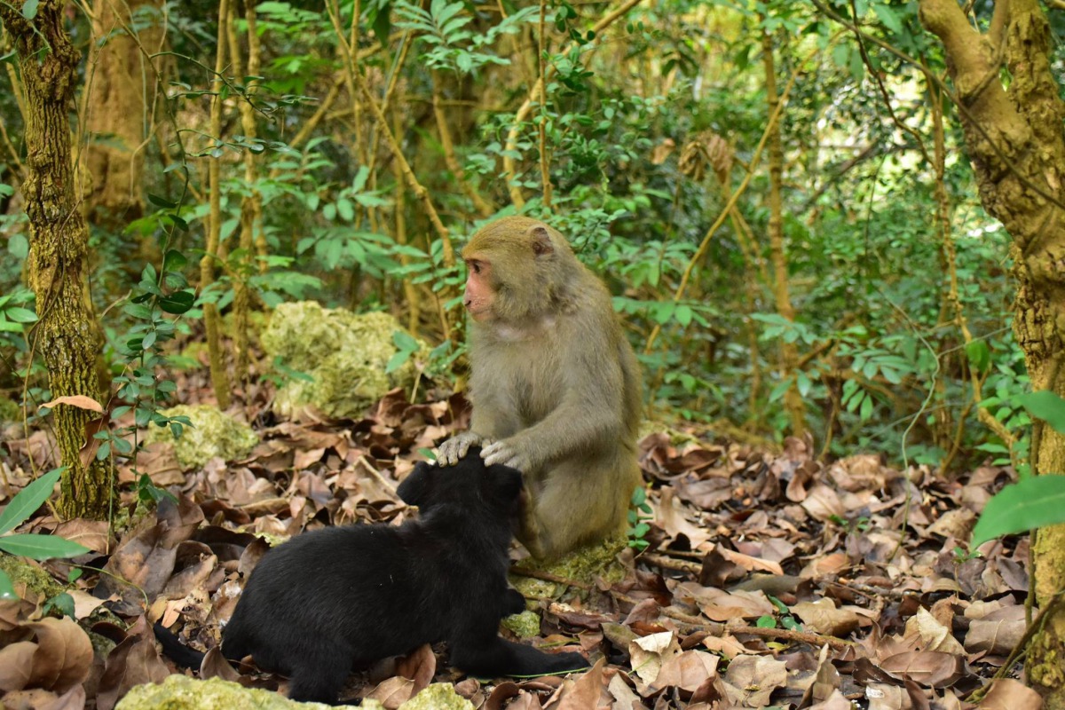 小獼猴跟小黑狗一起玩耍。 林先生/提供