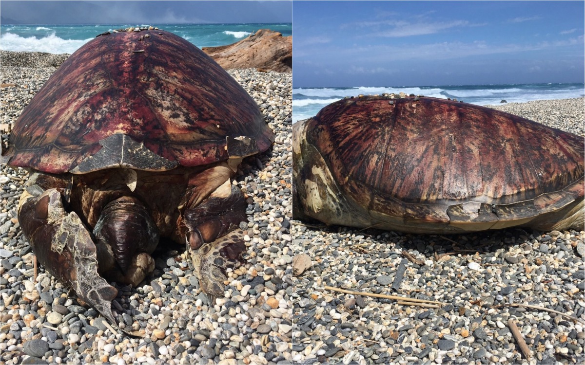七星潭的死亡綠蠵龜身上盾片數量比正常海龜多出一片。第十二岸巡隊/提供