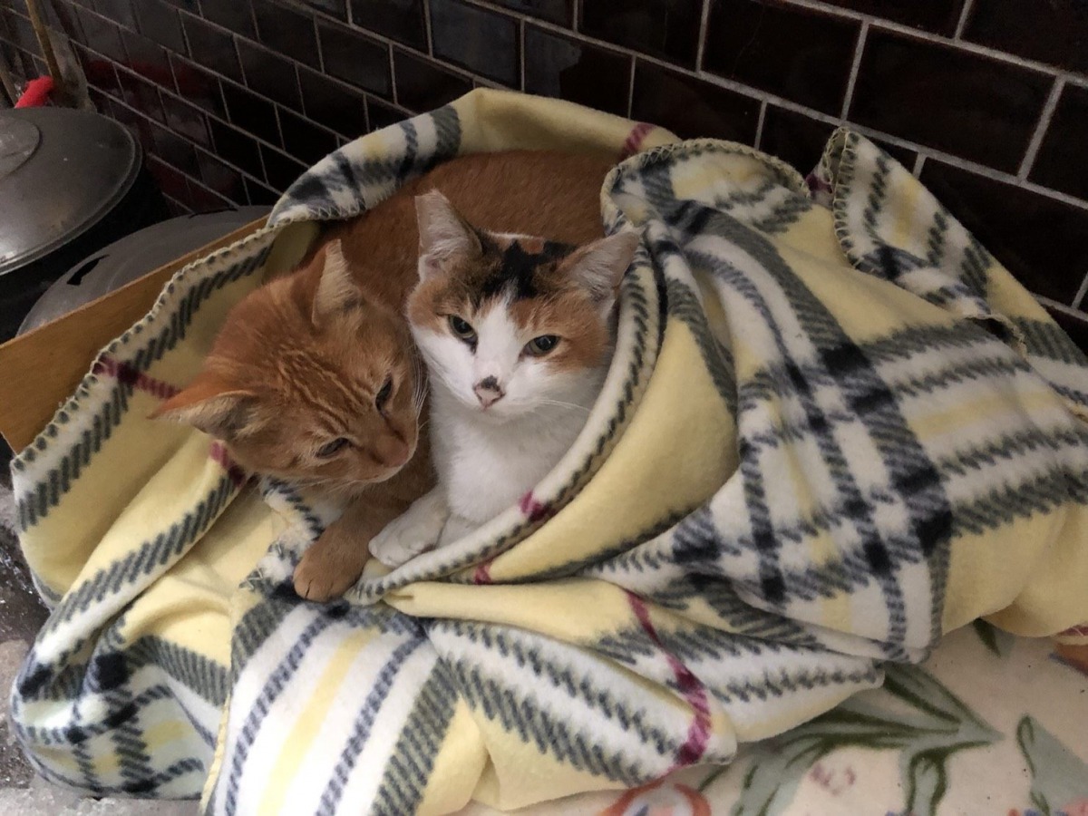 經由志工絕育後回置的街貓,生活品質獲得大幅提升。 台北市動保處/提供