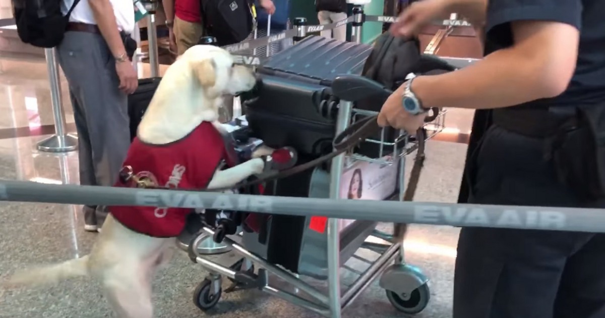 緝毒犬在出境大廳嗅聞旅客的行李。翻攝/航空警察局粉絲專頁