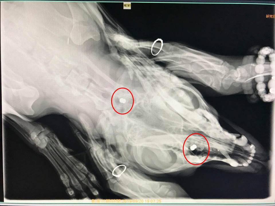 經過X光檢查後清楚可見「將軍」的鼻子及頸部有鉛彈卡住。 新北市動保處/提供