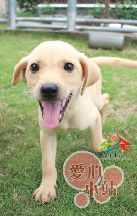 目前在其中一間愛心小站「多力寵物精品旅館」的犬隻。 台中市動保處/提供