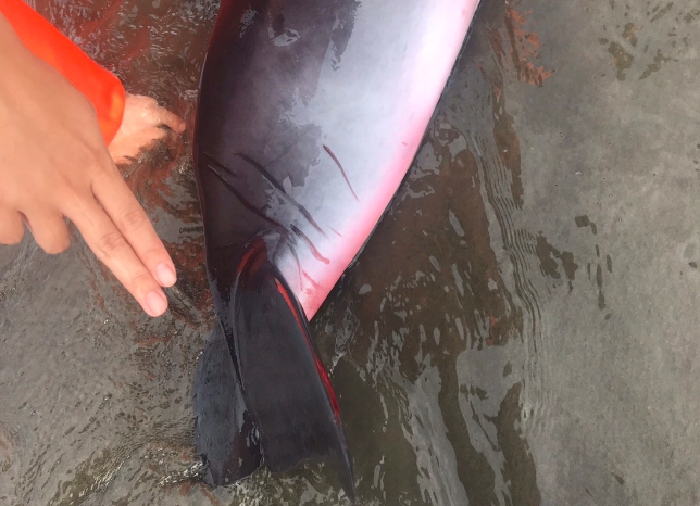 擱淺的侏儒抹香鯨尾鰭有明顯外傷。 第十一岸巡隊/提供