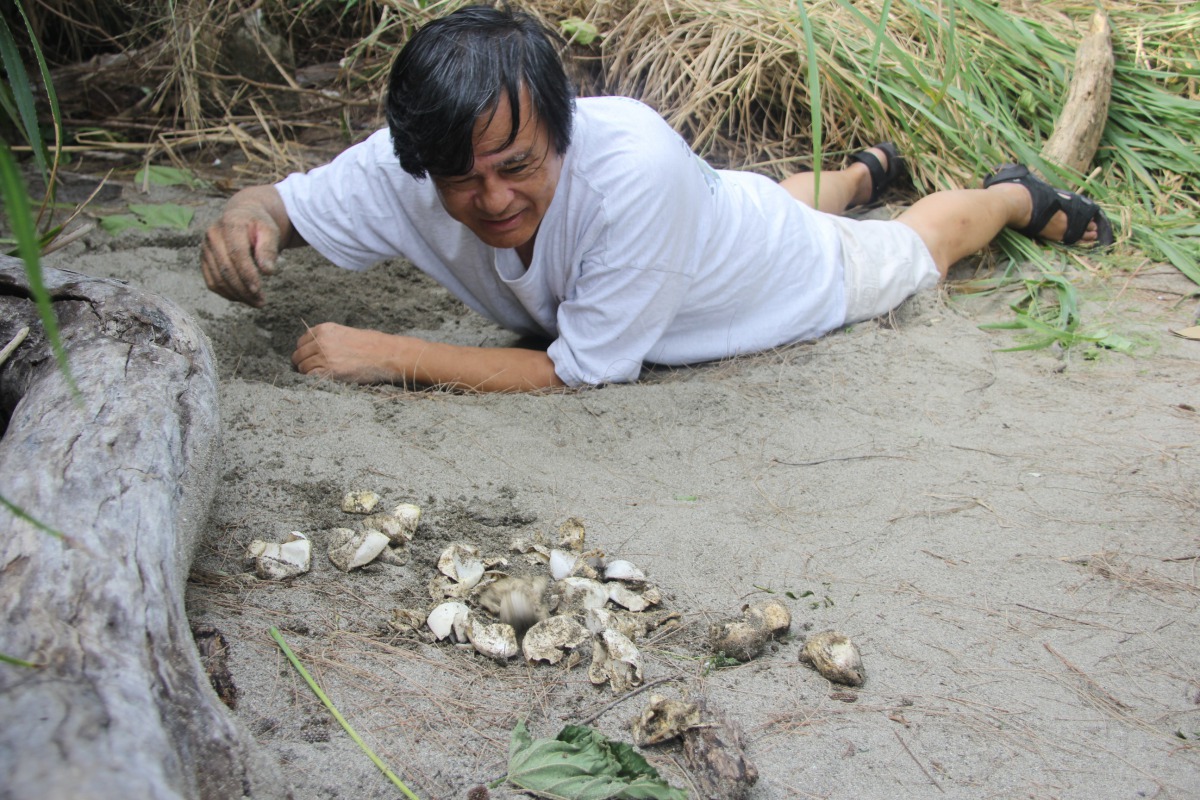 海洋大學程一駿教授觀察綠蠵龜所產下的蛋。 台東縣政府/提供