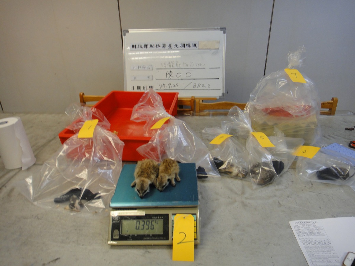 陳姓旅客夾帶的動物包括狐獴、睡鼠、八齒鼠、蟋蟀,其中八齒鼠在查獲時已經死亡。 關務署/提供