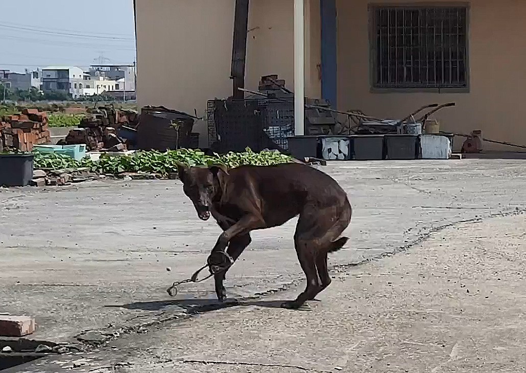 民眾發現遭捕獸鋏夾傷的黑色浪犬。台灣動物緊急救援小組/提供