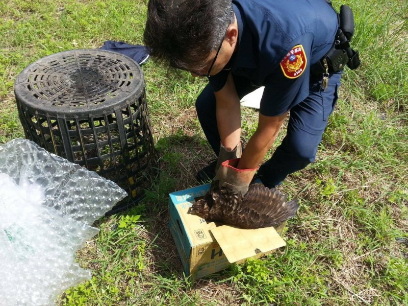 員警將落難的鳳頭蒼鷹安置在紙箱當中。台東縣警察局大武分局/提供