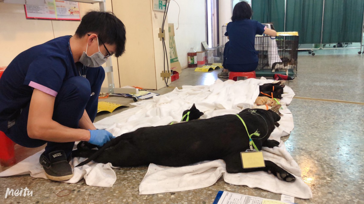 專業獸醫師團隊駐點偏鄉一個禮拜，希望可以顧及偏鄉地區毛小孩醫療服務。 台中市動保處/提供
