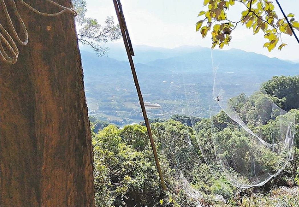 擄鴿集團在苗栗、台中山區架設大型捕鳥網。 苗栗縣警察局/提供