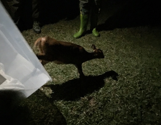 母山羌傷勢沒有大礙後，經過獸醫評估可以進行野放。陽明山國家公園管理處/提供